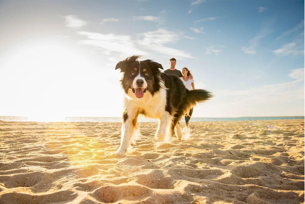 Dog running on beach