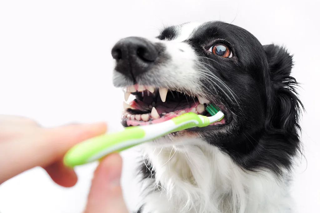 Dog getting teeth brushed