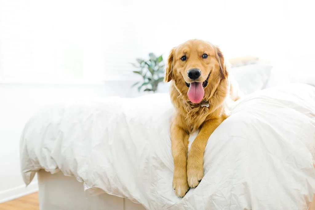 Dog sitting on bed