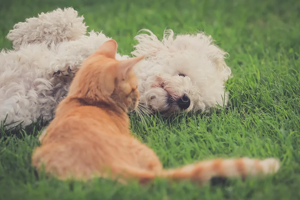 dog and cat outside on grass