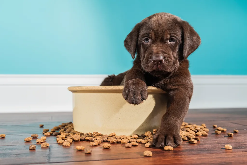 Puppy sitting in food bowl