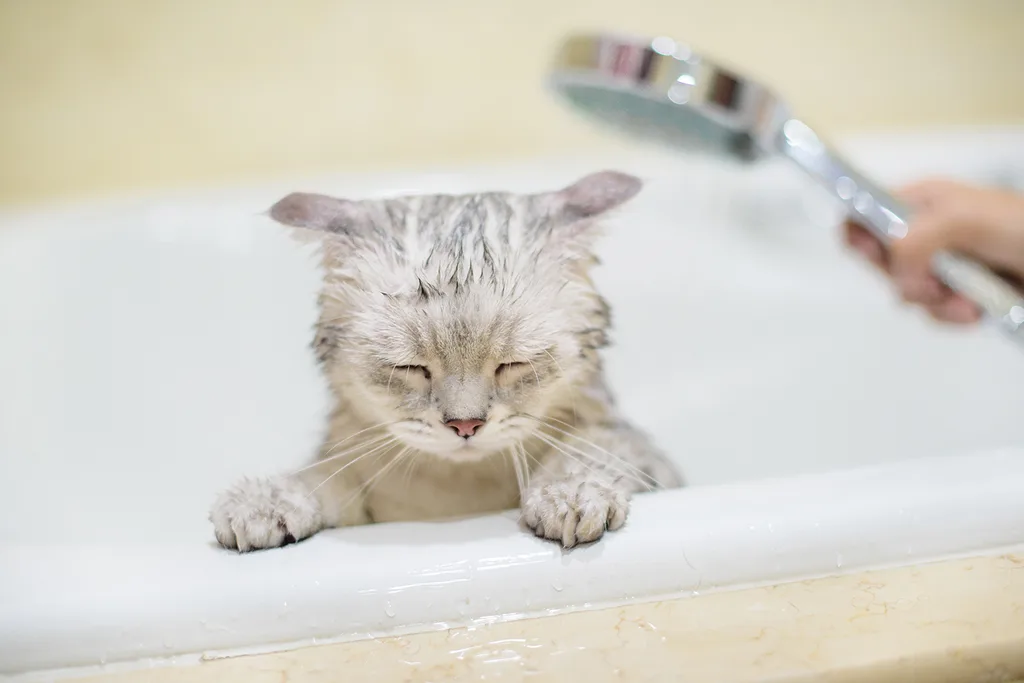Kitten in bath with wet head