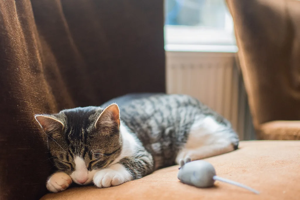 Sleeping kitten with toy mouse