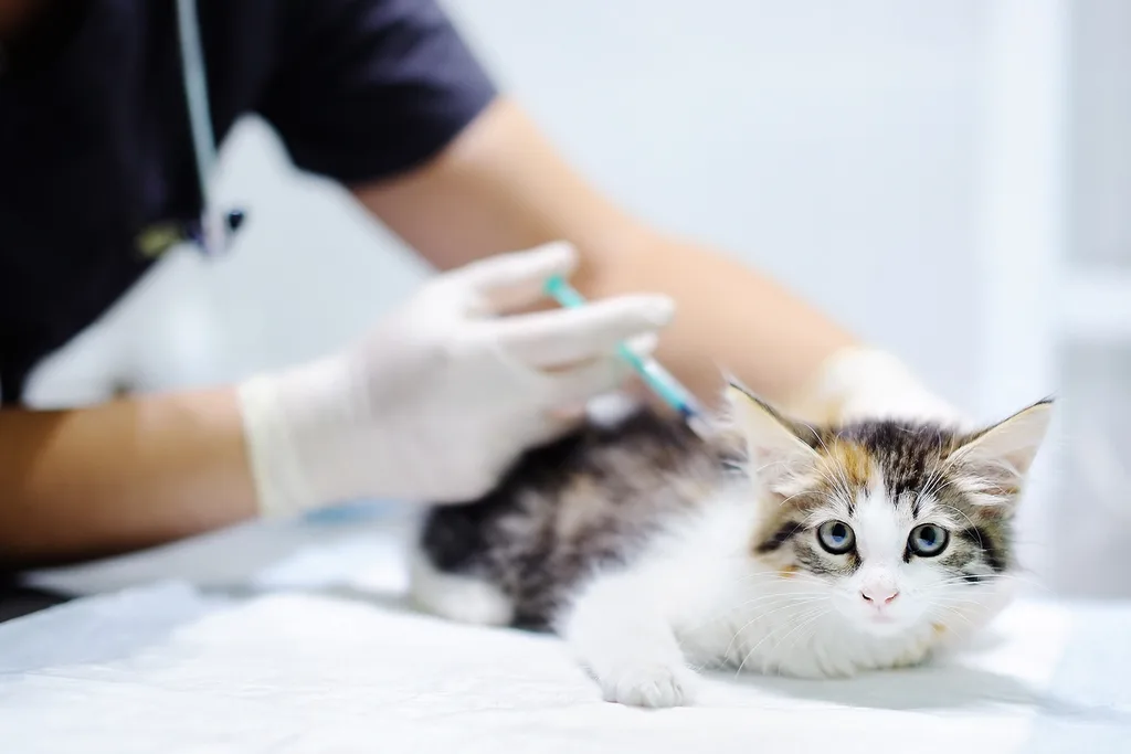 kitten getting vaccination at the vet