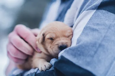 5 ways to keep your pet away from the vet