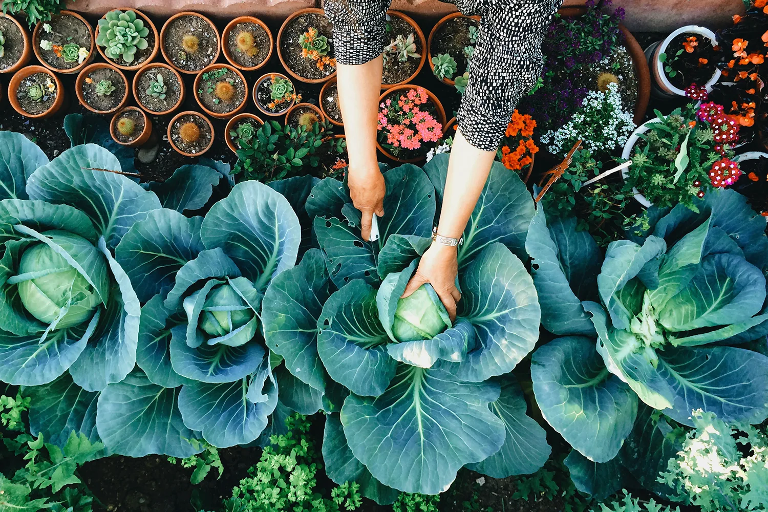 What to plant in your garden this August