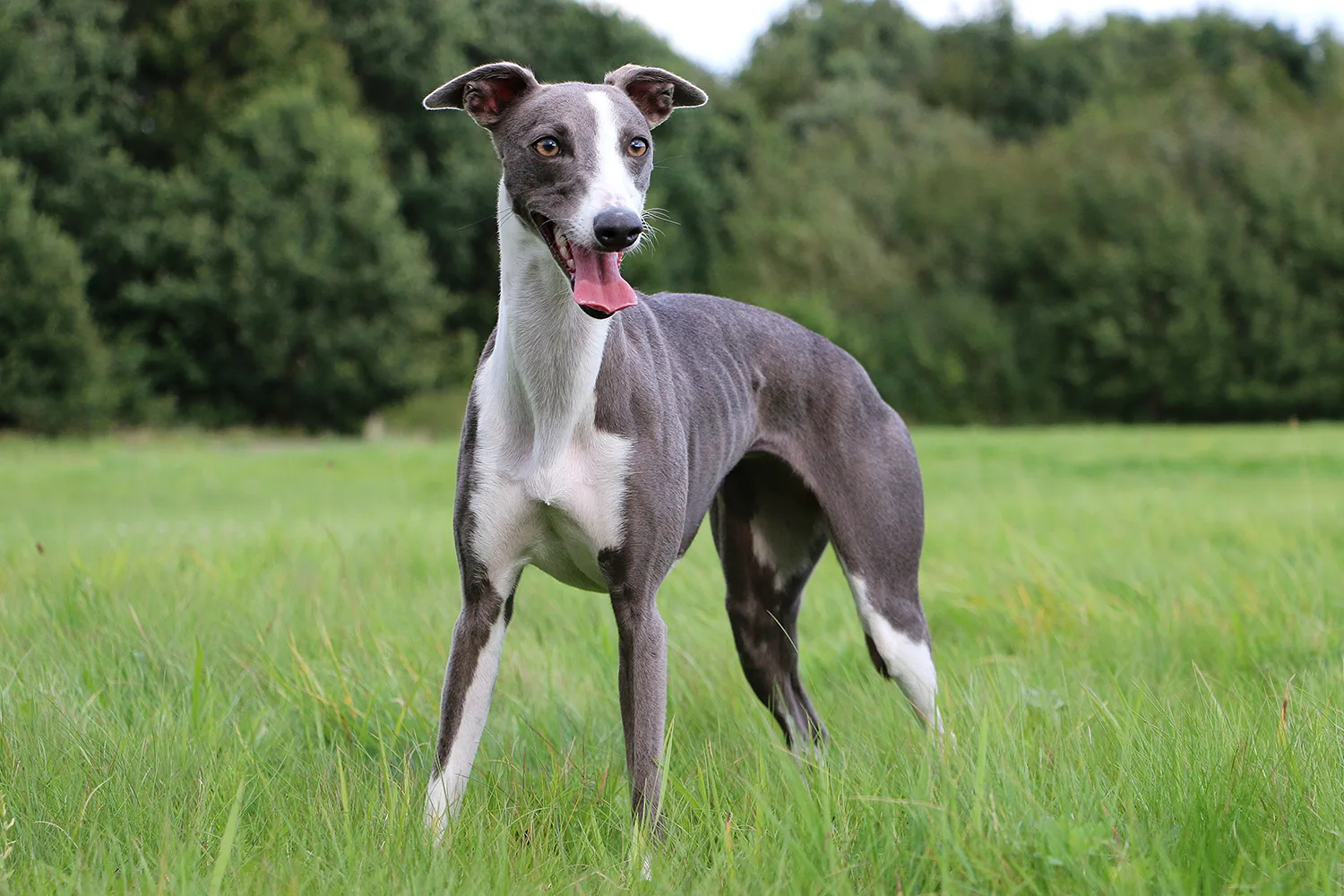 Do greyhounds make good pets?
