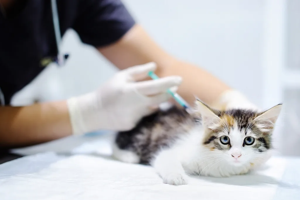 Cat getting vaccinated at vet
