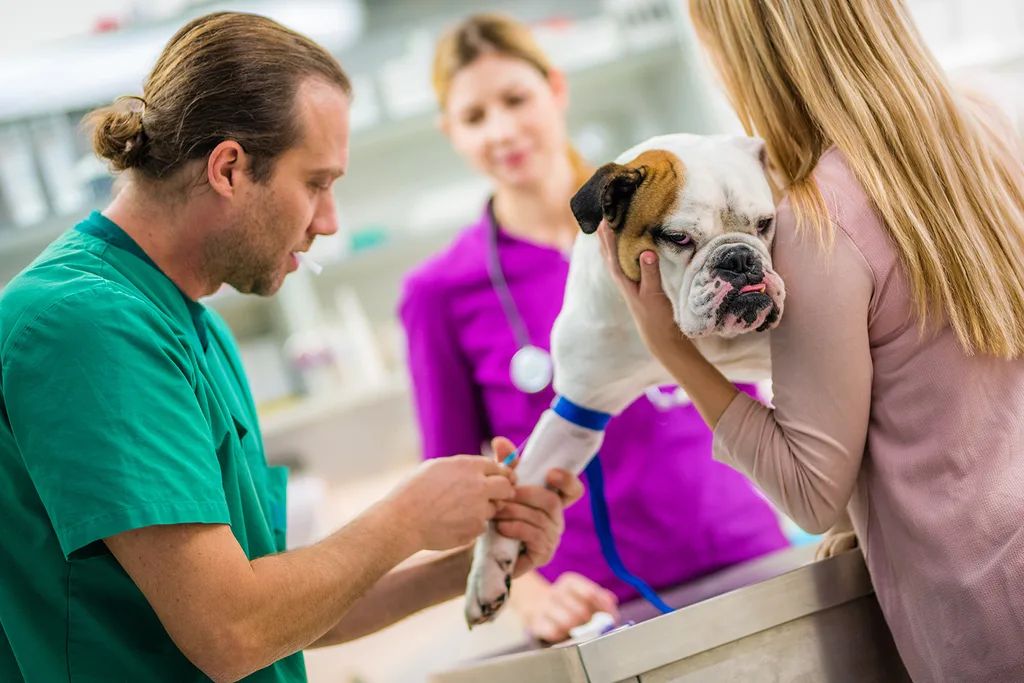 dog being vaccinated at vet