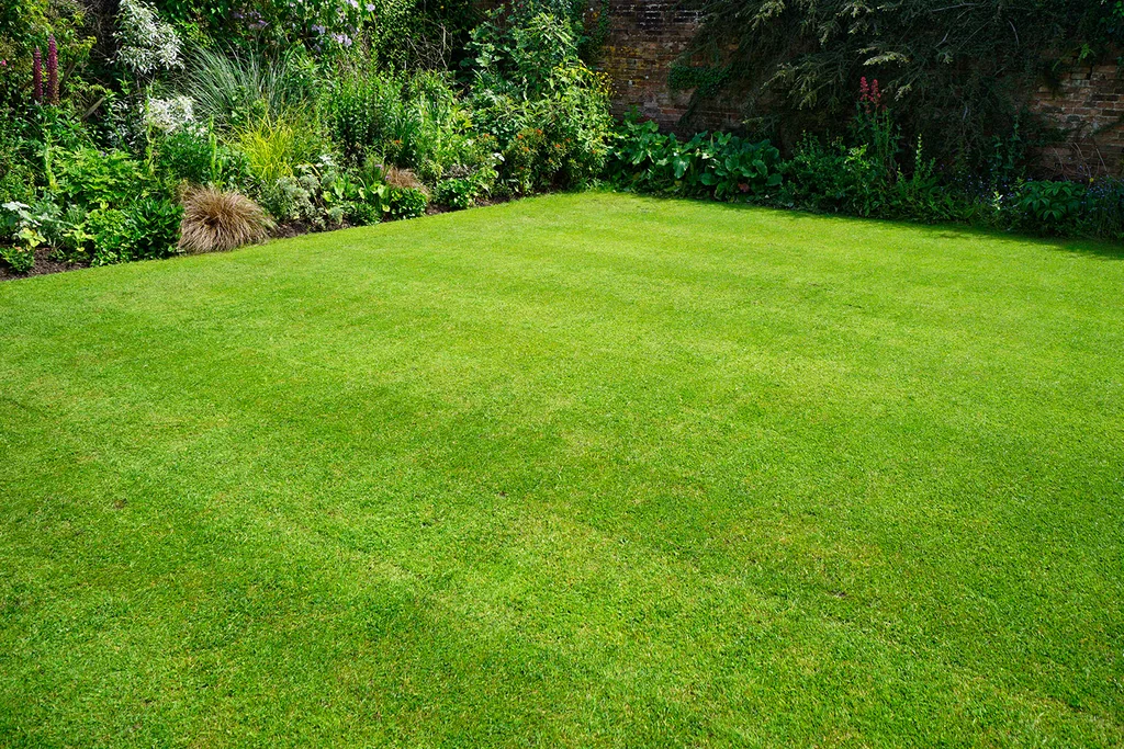 freshly laid lawn