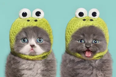 Celebrate World Cat Day with Petbarn
