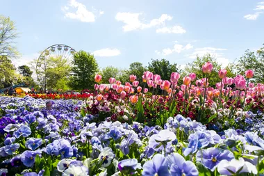 The must-see flower festival coming to Canberra this spring