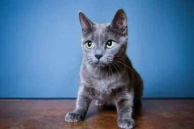 How to spot anxiety in your cat
