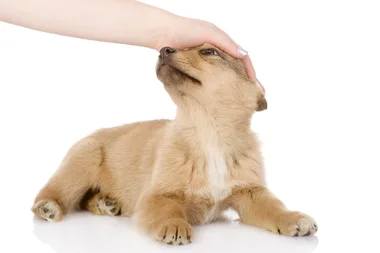 Why you should never pat a dog on the head