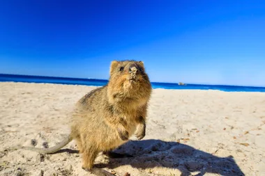 The Aussie island filled with friendly Quokkas
