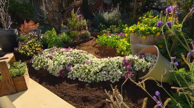 Carpet of colour: Flower garden