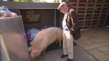 Dr Harry Housecall: Wilma the Diva Pig