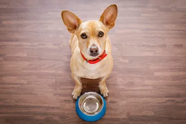 This DIY pet-treat recipe is vet-approved