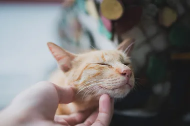 One third of animal owners prefer their pet to their partner
