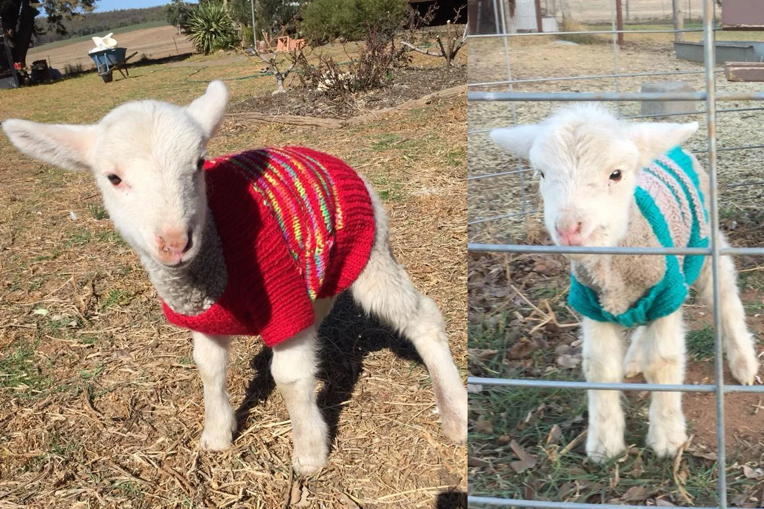 Help drought-stricken farmers with woolly jumpers for lambs