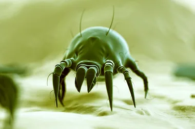How to get rid of dust mites