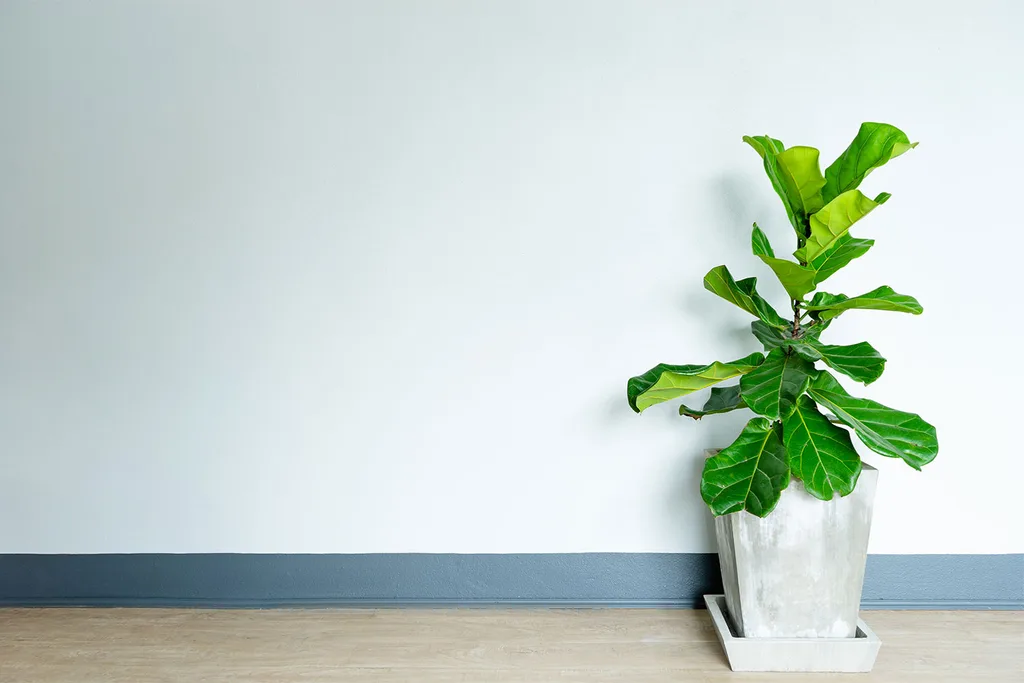 Fiddle leaf fig