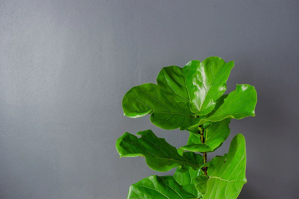 Fiddle leaf fig