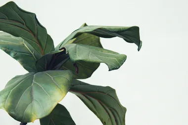 How you’re killing your fiddle leaf fig