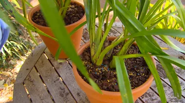 Orchid Re-pot