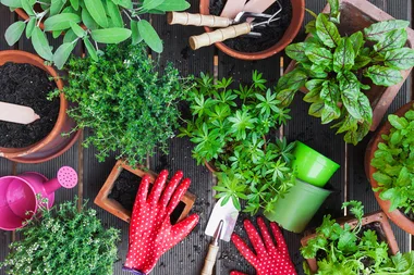 Garden jobs to get done this weekend