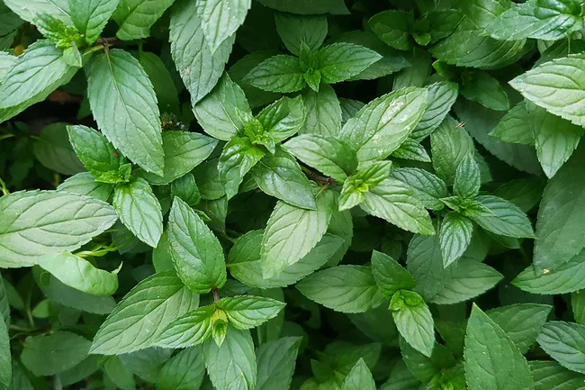 Lemon balm