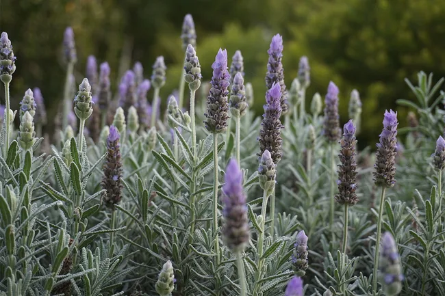 Lavender