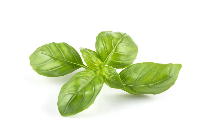 Basil