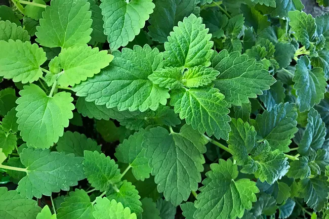 Peppermint