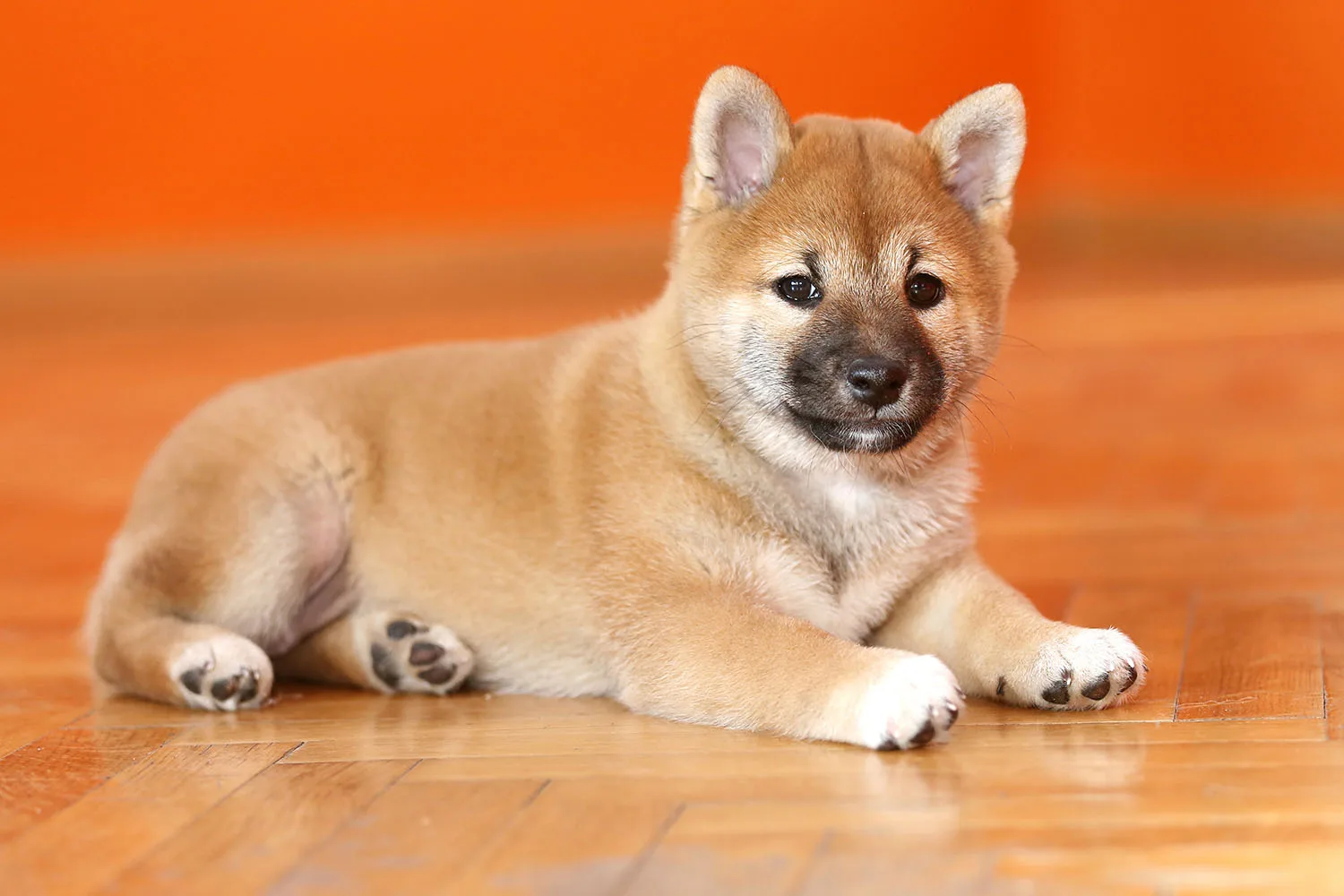 How to cuddle a dingo puppy in Melbourne this weekend
