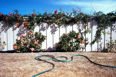 dry lawn with white fence and flowers