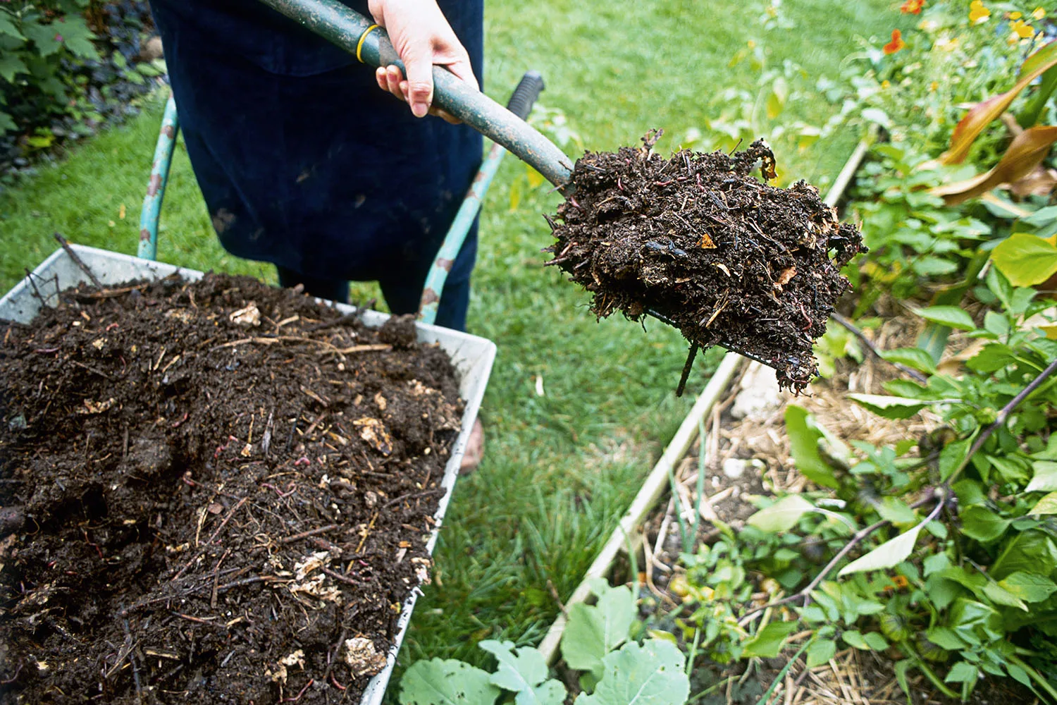 shoveling mulch on to garden from wheelbarrow