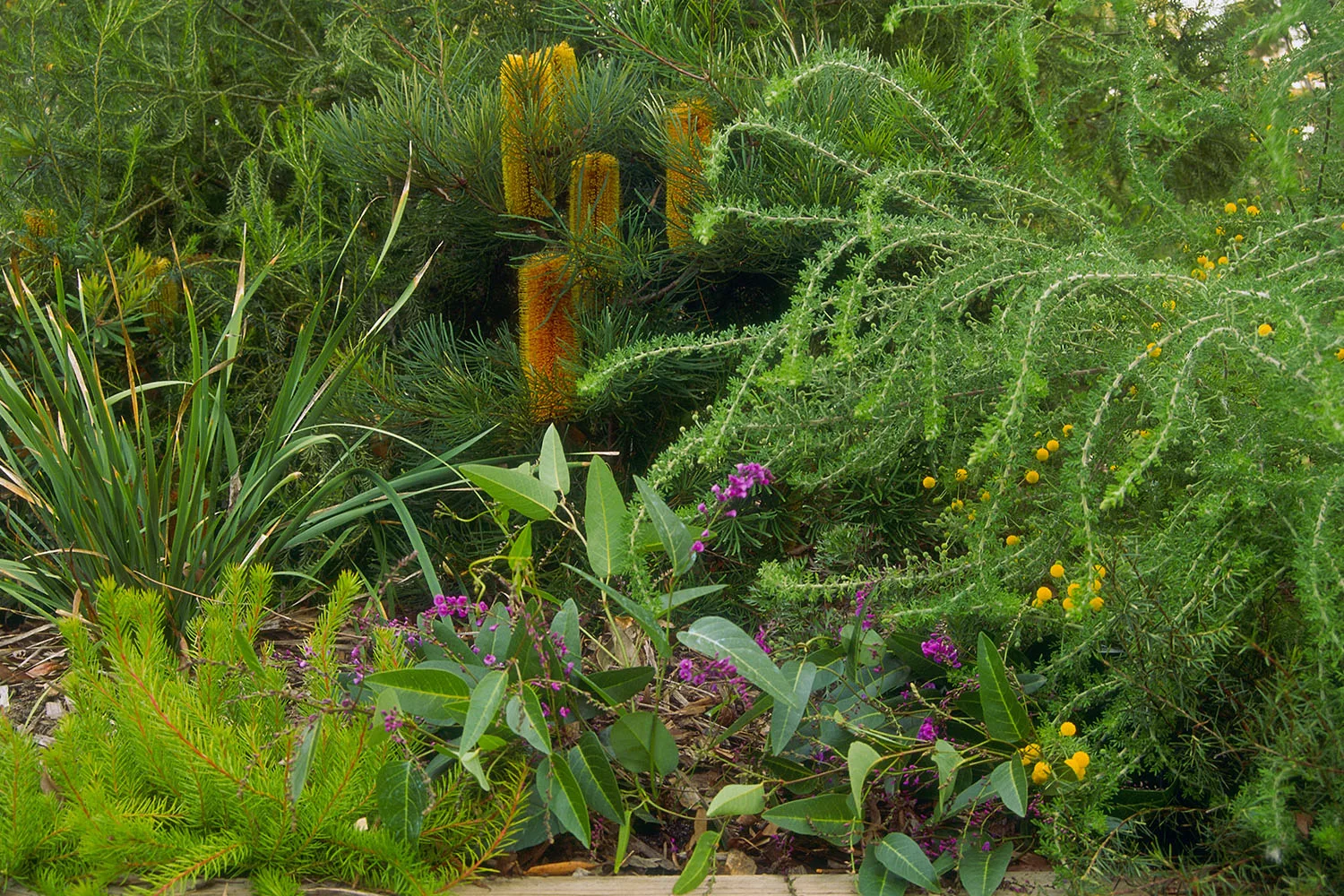 garden filled with native Australian plants