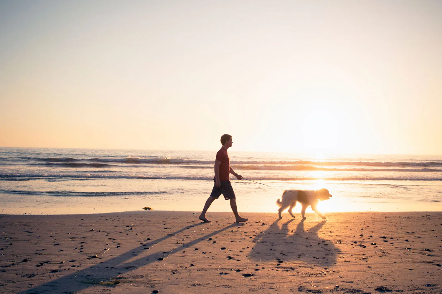 man walking dog on beach at sunset