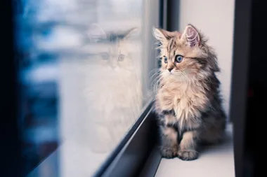 kitten sitting on windowsill looking out window
