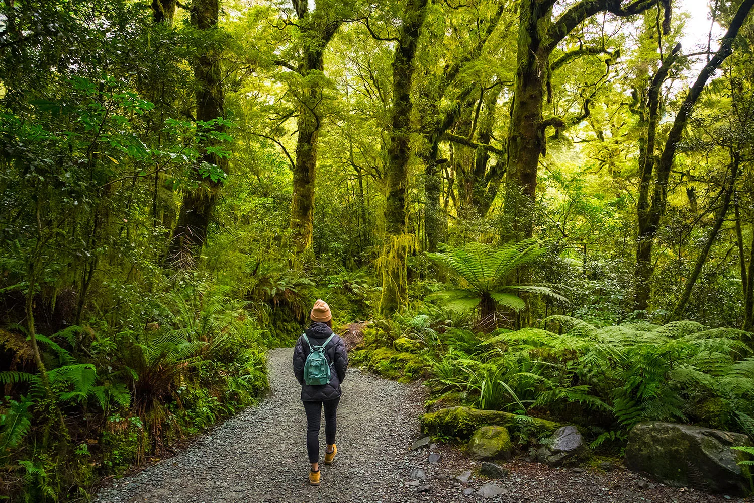 person walking on path into rainforest