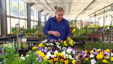 From Seed To Sow To Grow