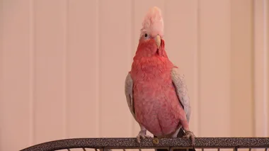 Dr Harry Housecall: Harri The Stowaway Galah