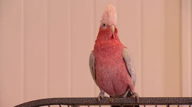 Dr Harry Housecall: Harri The Stowaway Galah