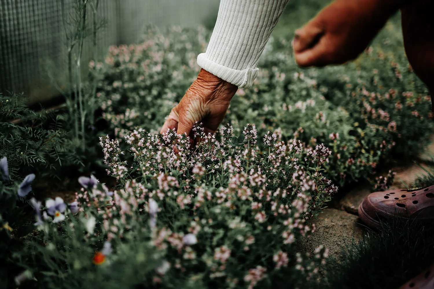 old persons hand pullling flowers from garden bed