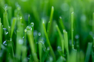 The lawn hacks you need to know about