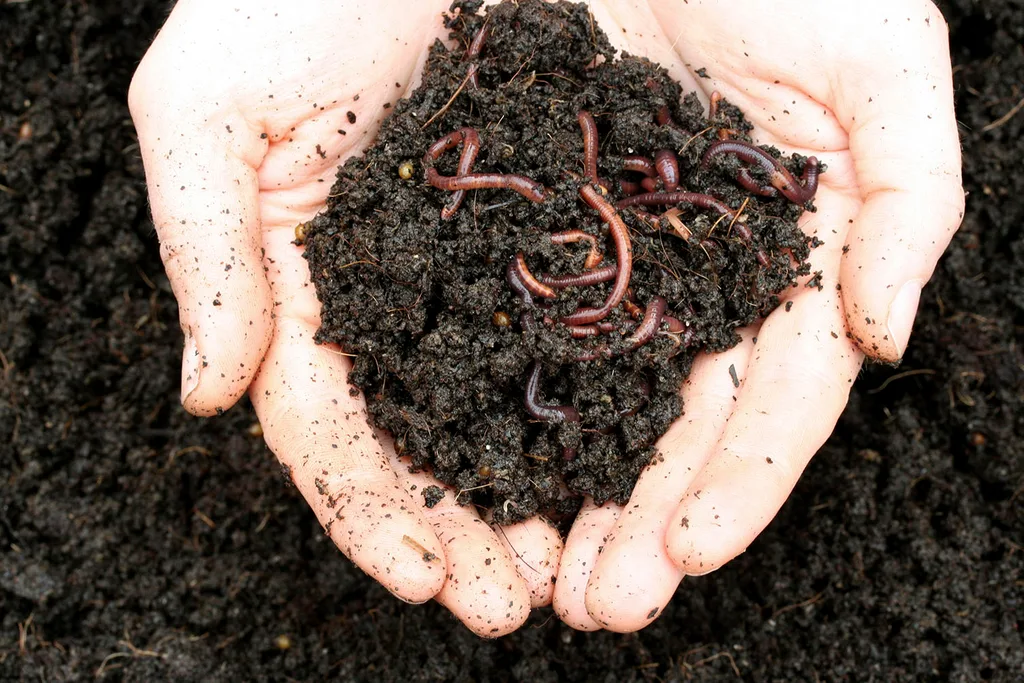 worms in dirt in hand