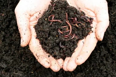 worms in dirt in hand
