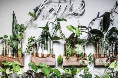 5 incredible rooms with plants