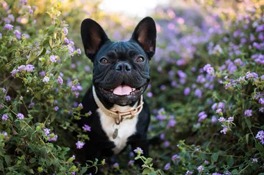 5 common garden essentials that put your pet’s health at risk